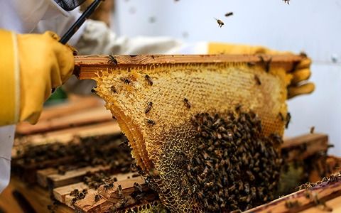 https://shp.aradbranding.com/قیمت عسل شکوفه گیلاس با کیفیت ارزان + خرید عمده